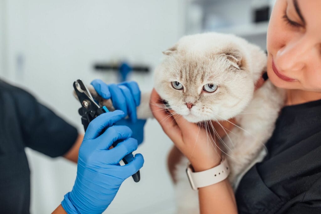 A vet trims a white cat’s claws while a woman gently holds the cat in a clinic, highlighting the care and attention found in mobile cat grooming services.