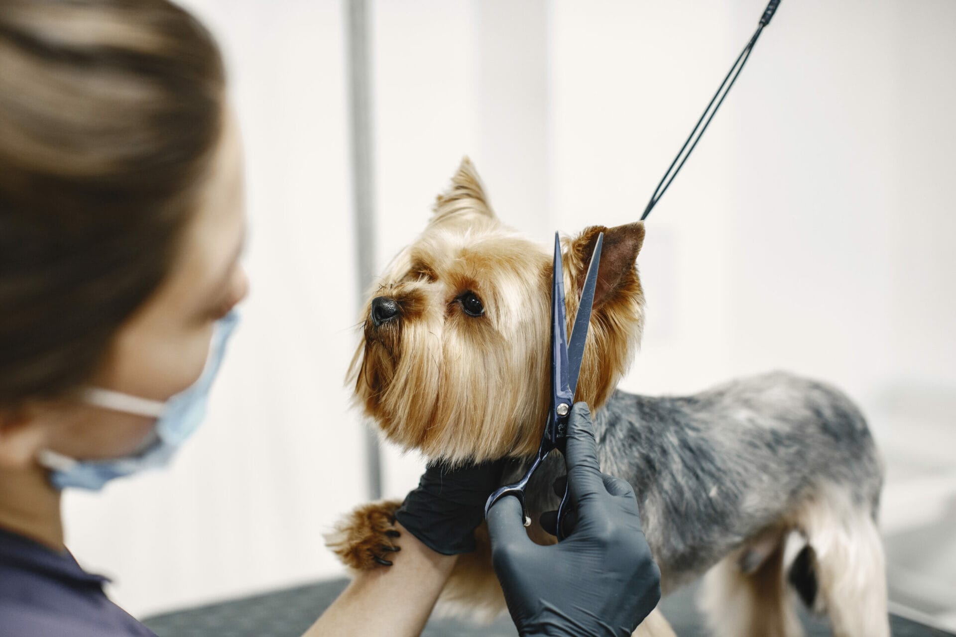 A pet groomer in gloves carefully trims a Yorkshire Terrier's fur, ensuring the dog's head is kept steady.