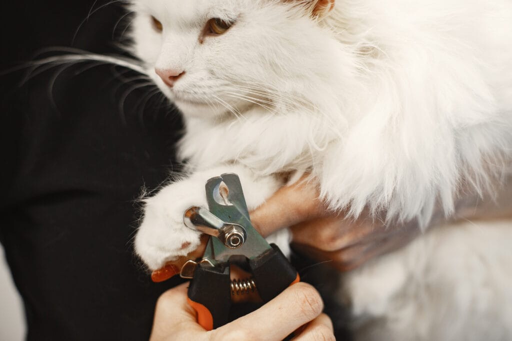 A pet groomer near me expertly trims the nails of a fluffy white cat using a nail clipper.