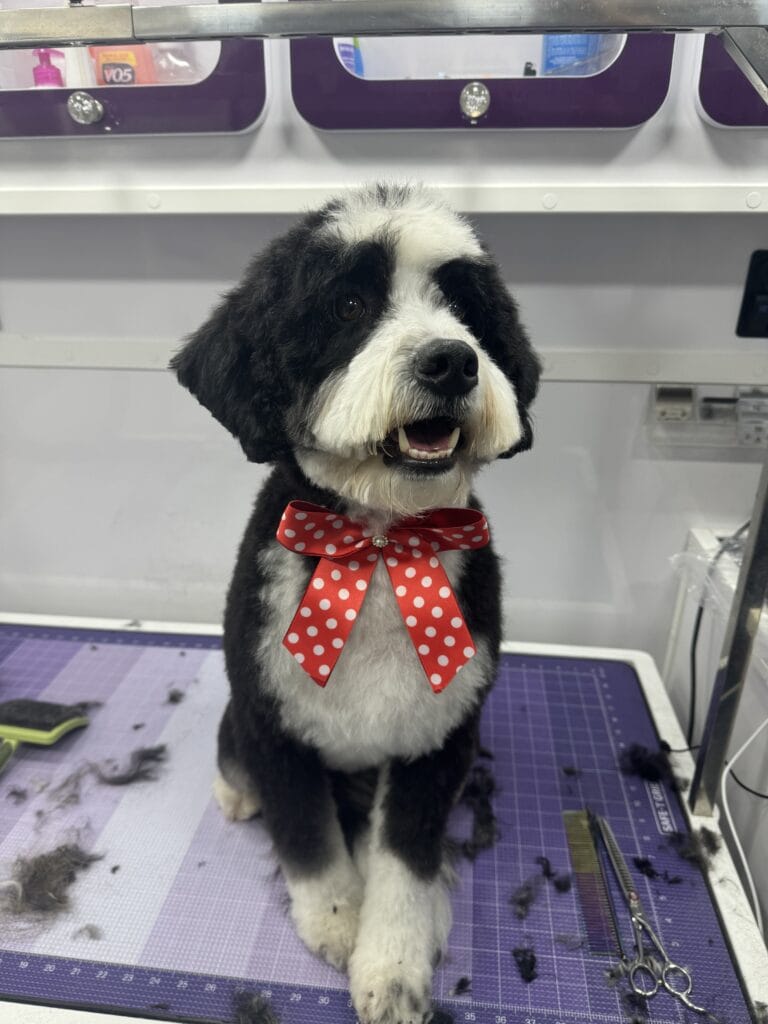 A black and white dog with a red polka dot bow sits on a grooming table, tools nearby, as a pet groomer from the Bay Area works attentively.