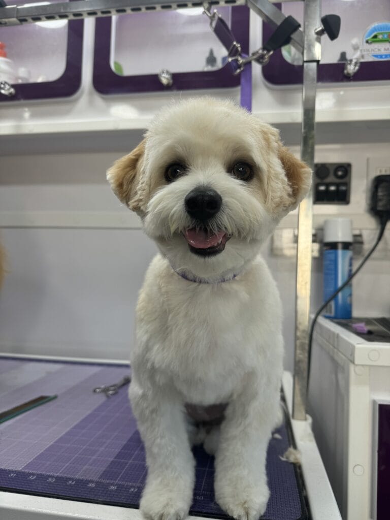 A small, fluffy white dog with tan ears sits on a grooming table, looking happy and freshly groomed after a full grooming session.