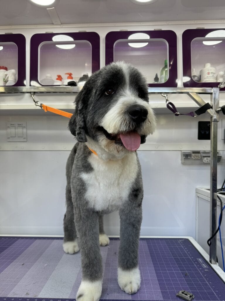 A large, fluffy dog with a two-tone coat stands on a grooming table, its tongue playfully hanging out. In the background, a pet groomer tends to their work in the bay area, showcasing expert mobile dog grooming skills.
