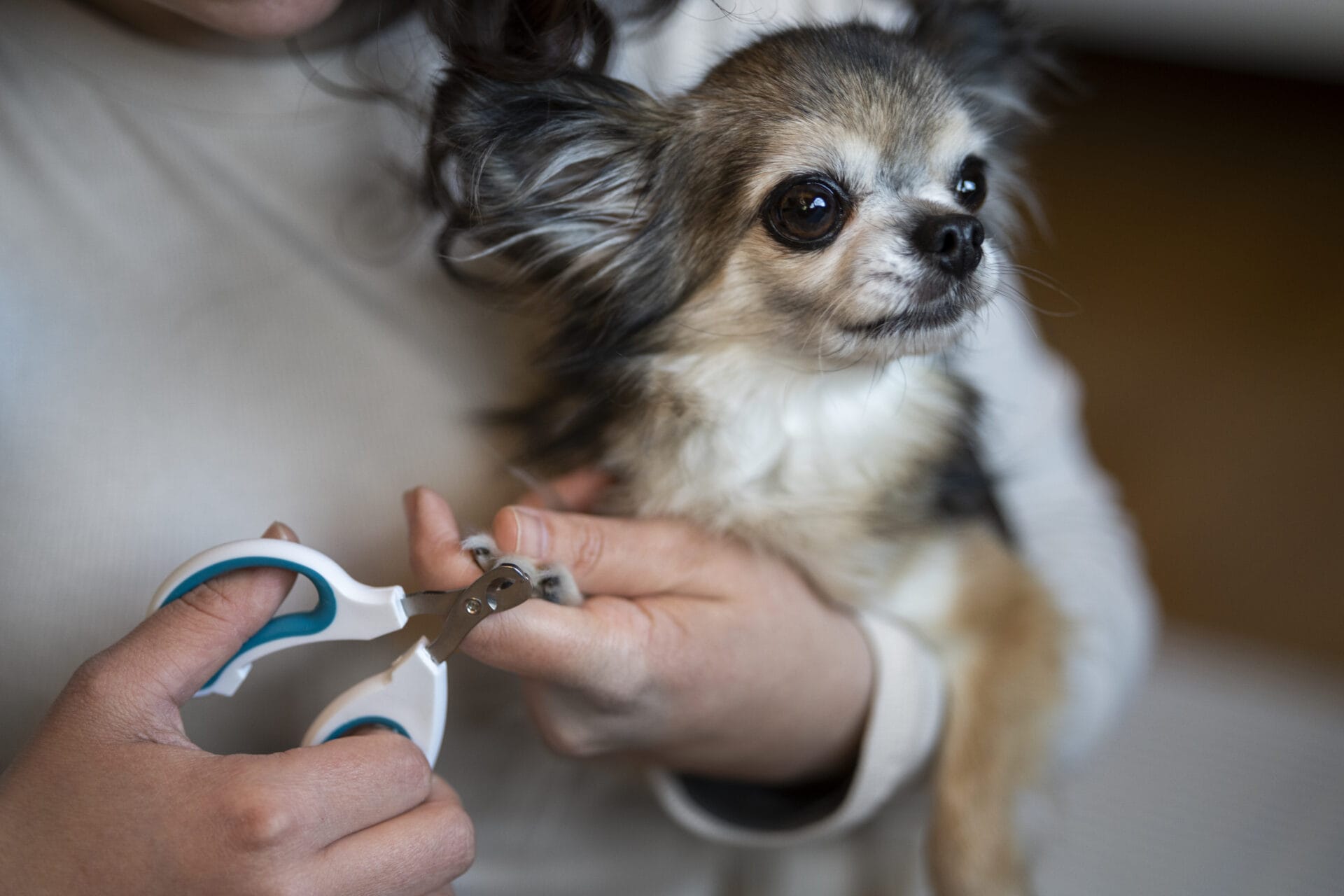 A person holding a small dog and trimming its nails with a pet nail clipper, demonstrating careful dog grooming as part of regular pet grooming routines.